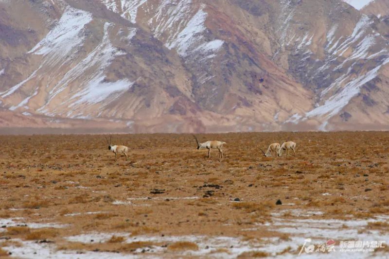 滴！跟着CCTV的镜头打卡*疆新**之春