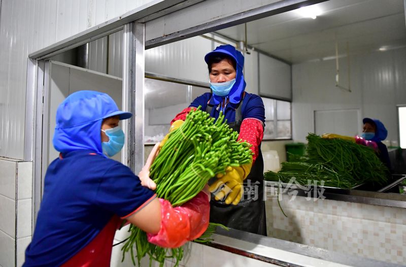 螺蛳粉配料包酸豆角,柳州螺蛳粉的配料和制作方法
