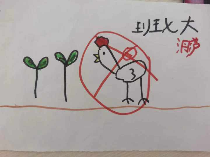 当班级里来了两只鸡……这群孩子不仅孵了蛋，赚了钱，还进行了生命教育