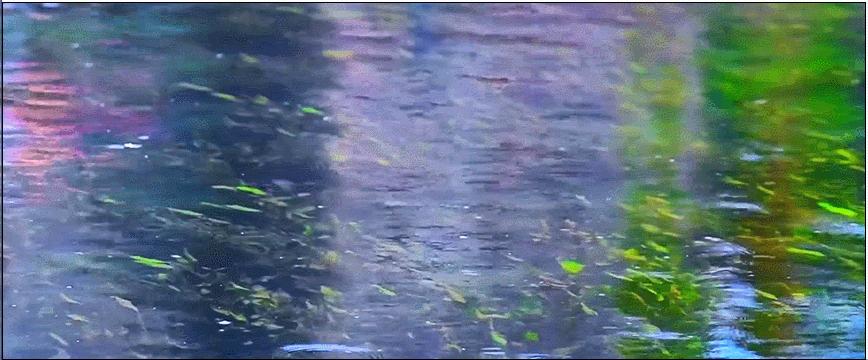 万壑争流，珠玑升腾千百年来，济南这个泉始终静泊着清幽的向往