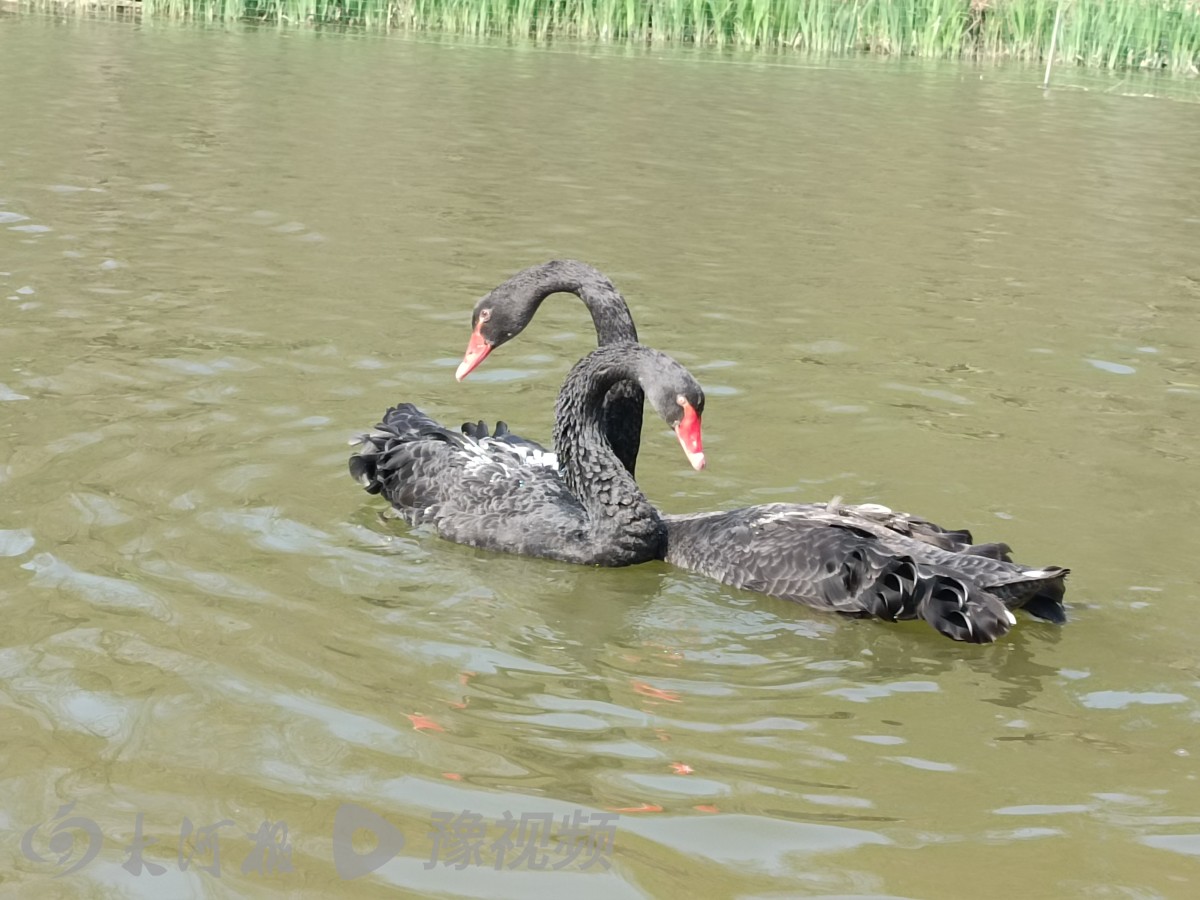 天鹅落户伊犁河,黑天鹅安家高校称霸湖面