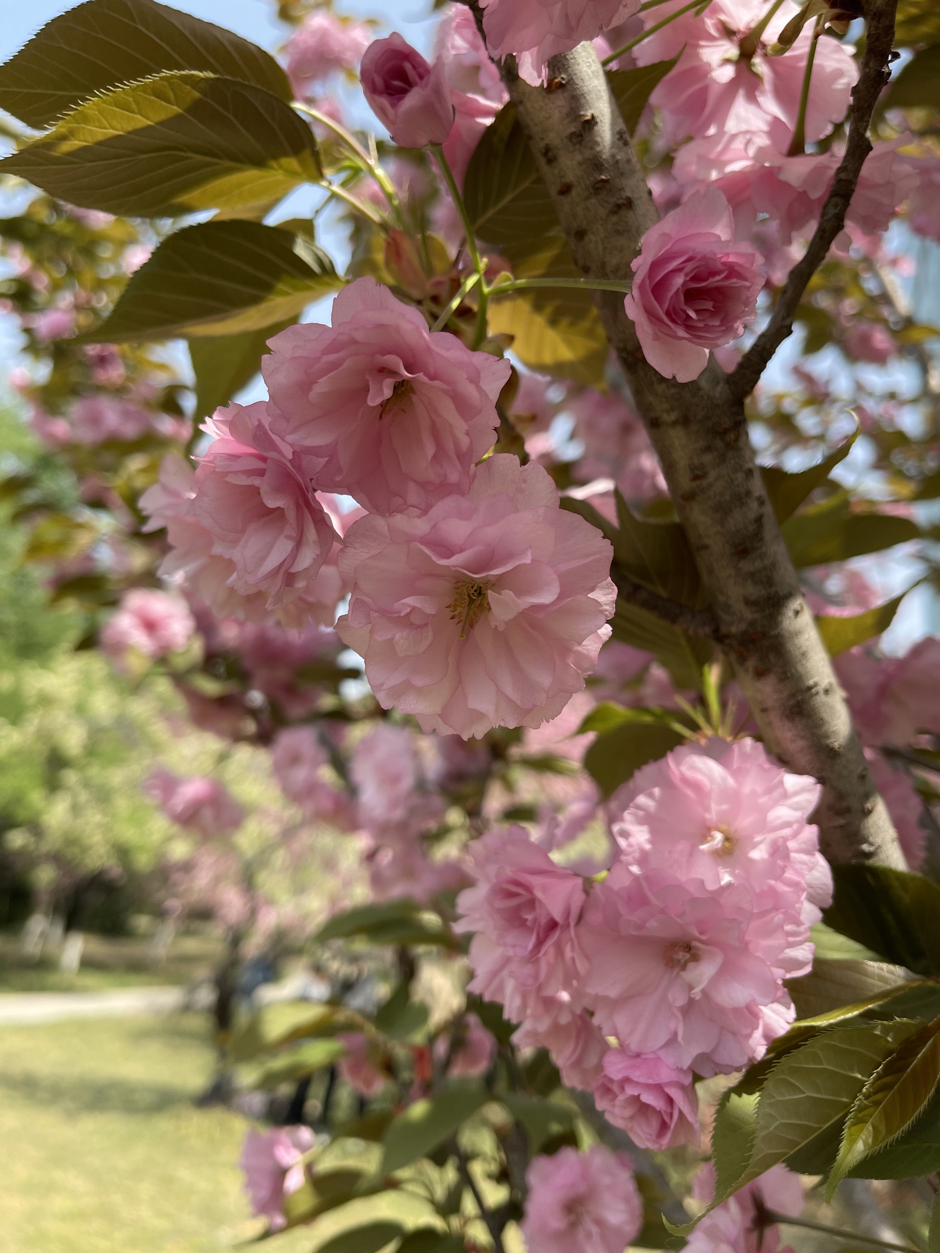 河滨公园樱花盛开花香弥漫,春天必打卡的桃花樱花海棠花胜地