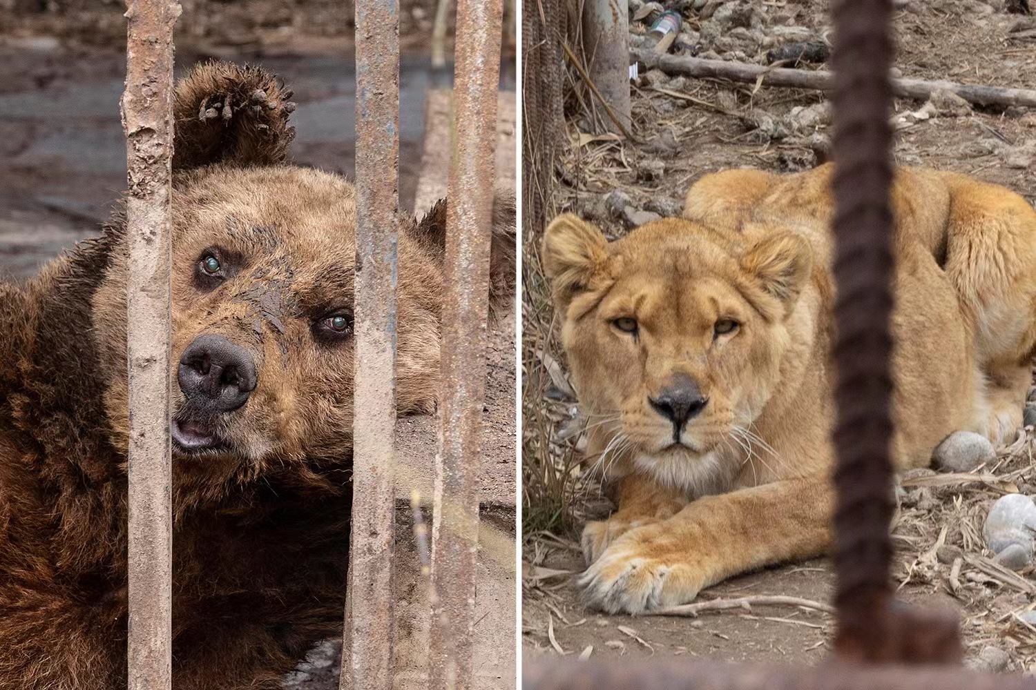 盲熊被困铁笼30年，猴子老鹰状况凄惨，亚美尼亚一动物园被除名