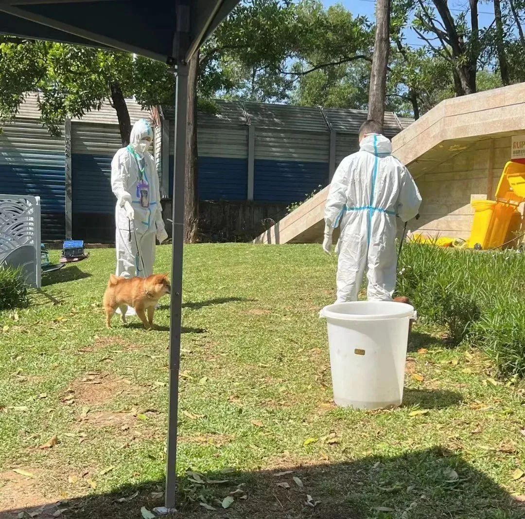 揭秘全国首个“宠物方舱”：揭秘全国首个“宠物方舱”：它们过得怎么样？它们过得怎么样？