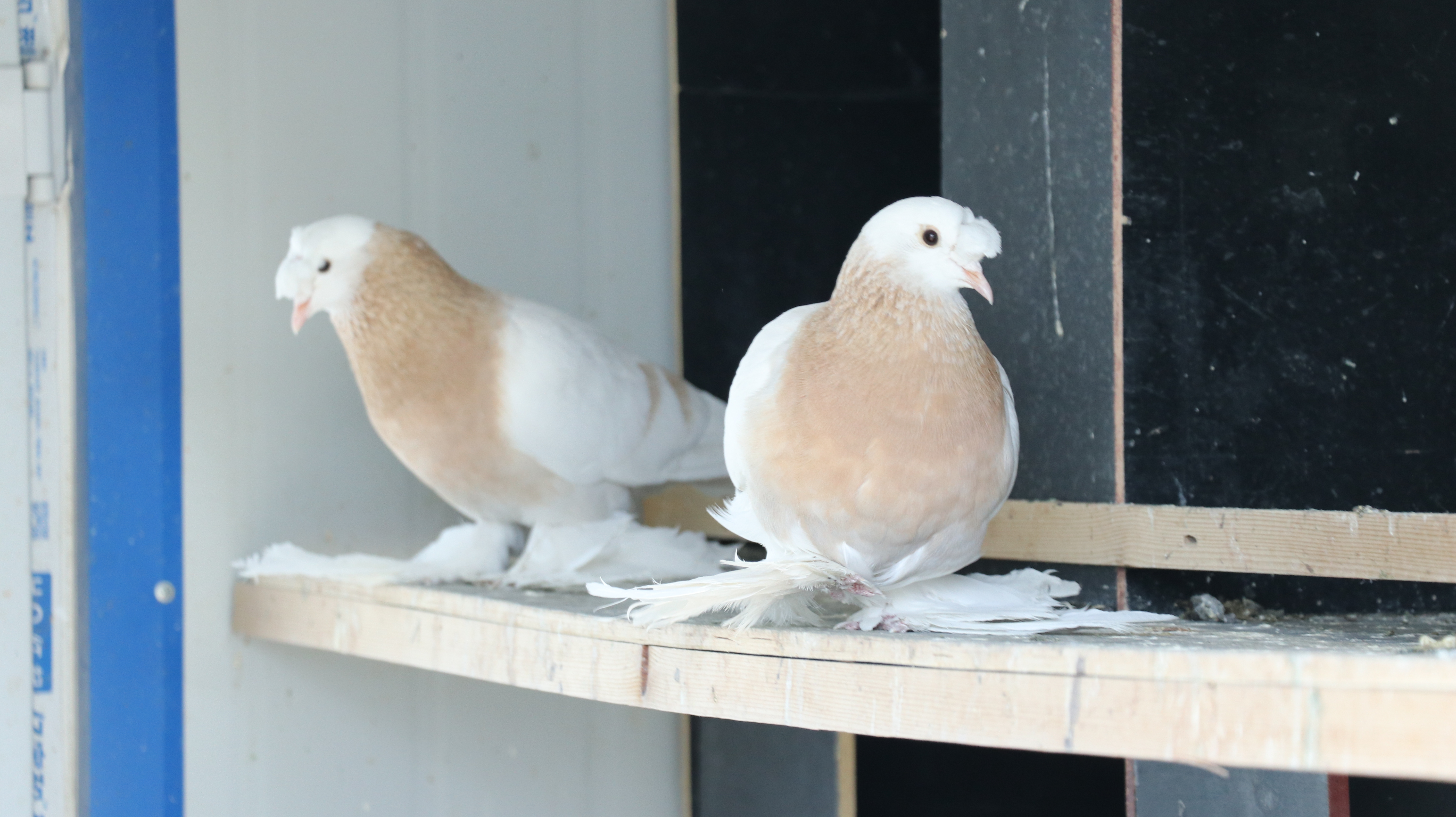 中国最大的观赏鸽养殖基地,观赏鸽养殖场