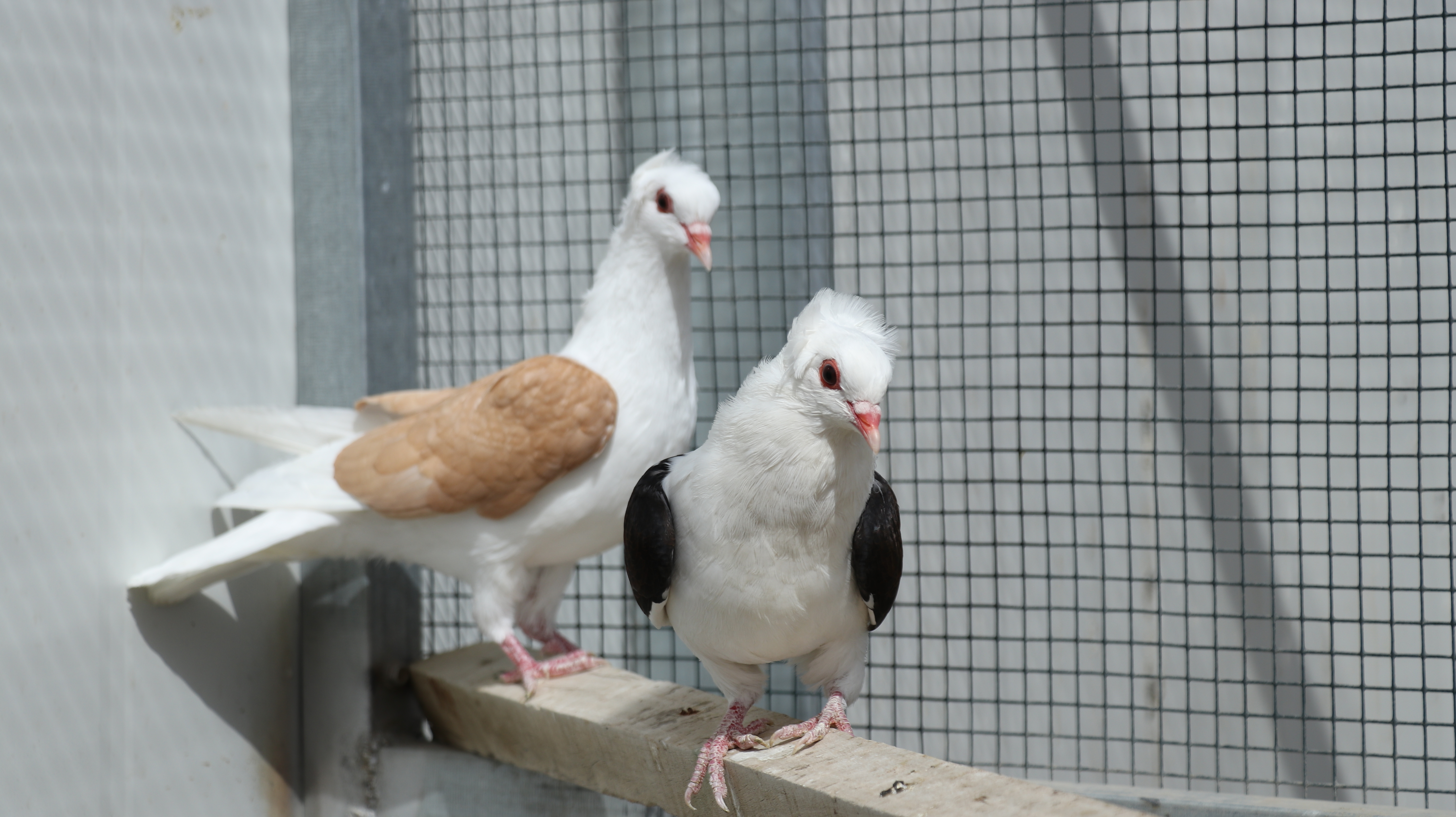 中国最大的观赏鸽养殖基地,观赏鸽养殖场
