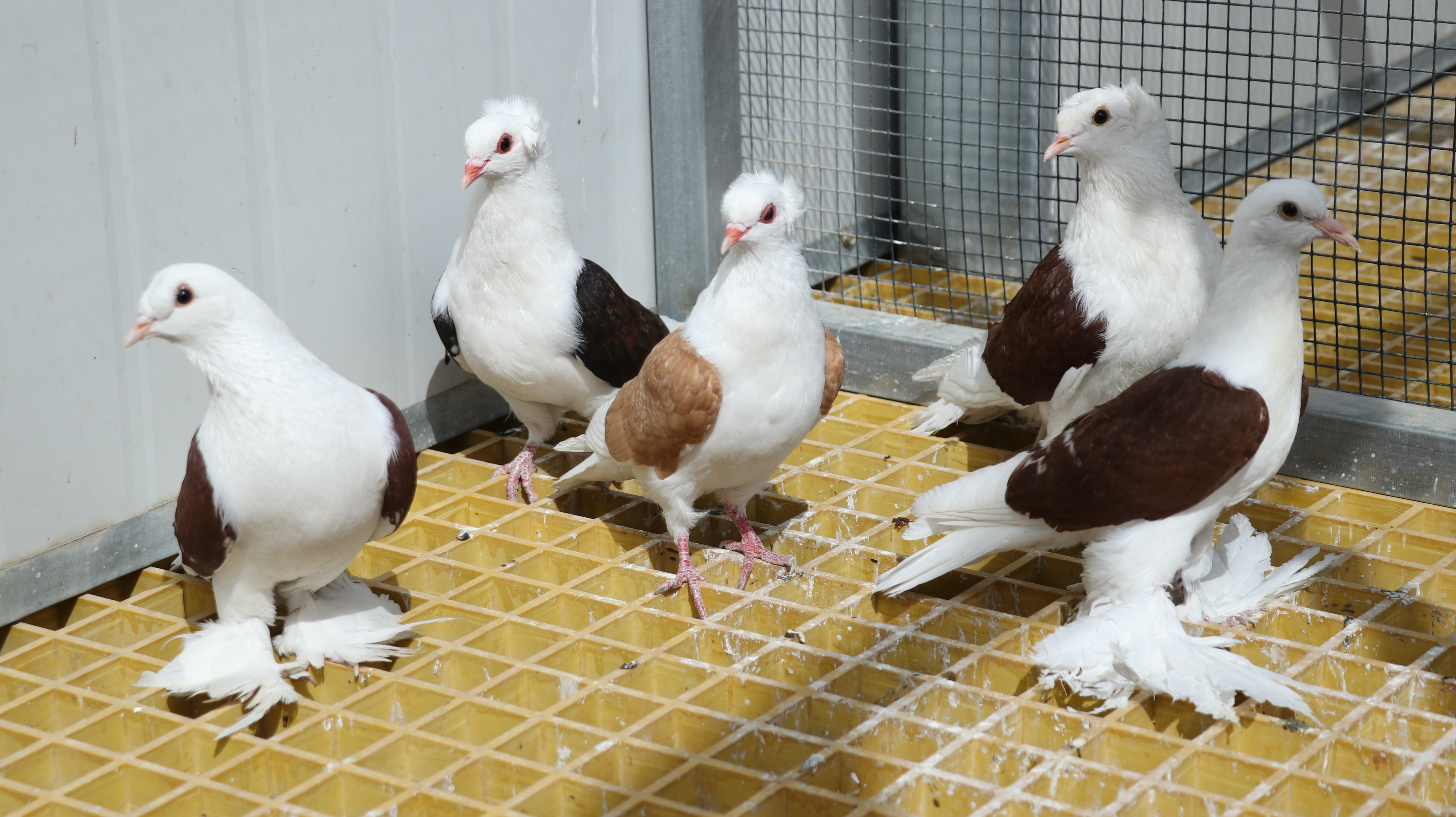中国最大的观赏鸽养殖基地,观赏鸽养殖场
