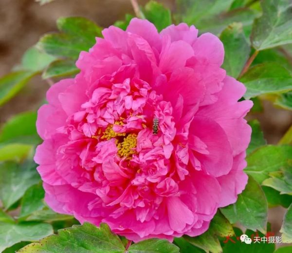 又到牡丹花开时不负光阴不负春