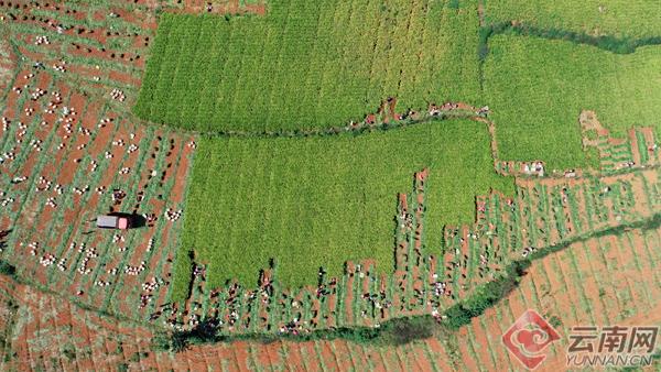 罗平美景图,云南罗平油菜花风景画