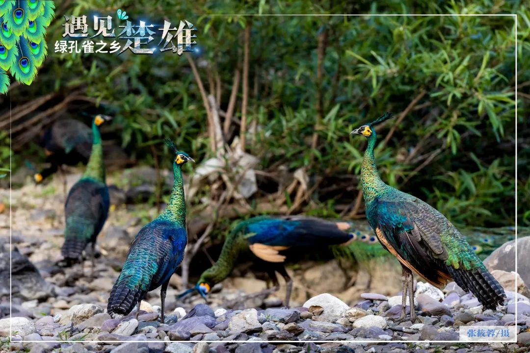 遇见楚雄绿孔雀之乡,遇见绿孔雀之乡楚雄