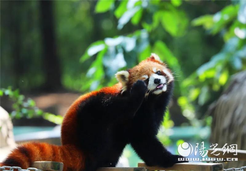 秦岭野生动物园什么时候抖音直播,西安秦岭动物园免费预约入口官网