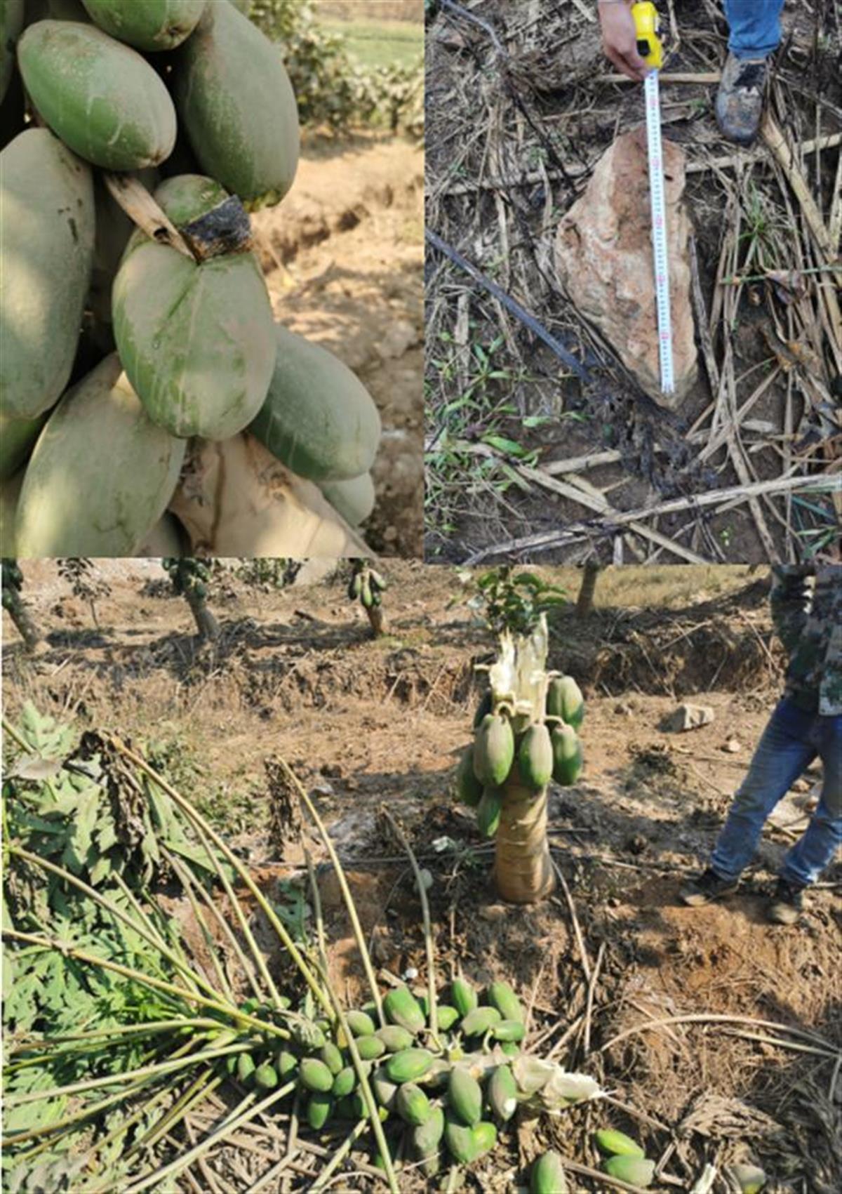 云南一果园遭水泥厂*破爆**飞石破坏，双方协商未果
