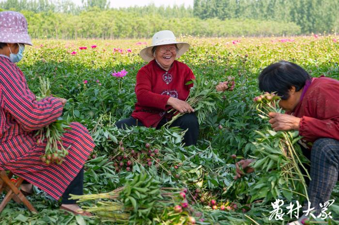农村防控不误农时｜鲜切芍药进冷库，随时提货不误时