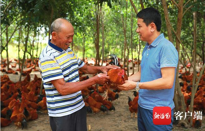 诚信海南·诚信红黑榜|即使赔钱文昌这家公司也按协议价收购农户的文昌鸡