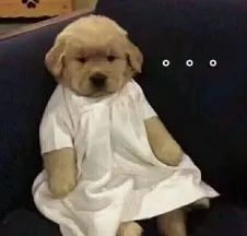 古驰和adidas联名雨伞,adidasgucci联名雨伞在哪里买