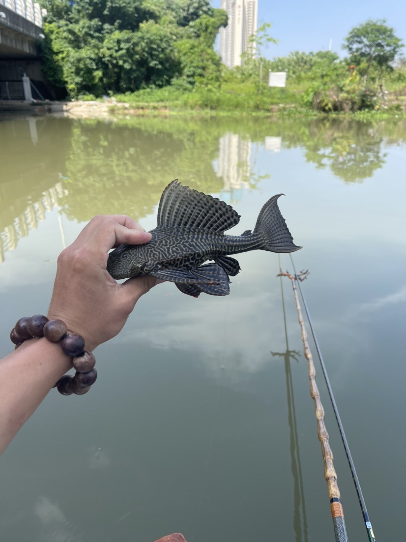 「518」小罗非垂竿自上，清道夫碳烤“美味”眼泪流