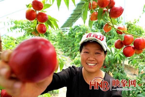 驻马店市驿城区桃采摘,驻马店市驿城区可以摘桃