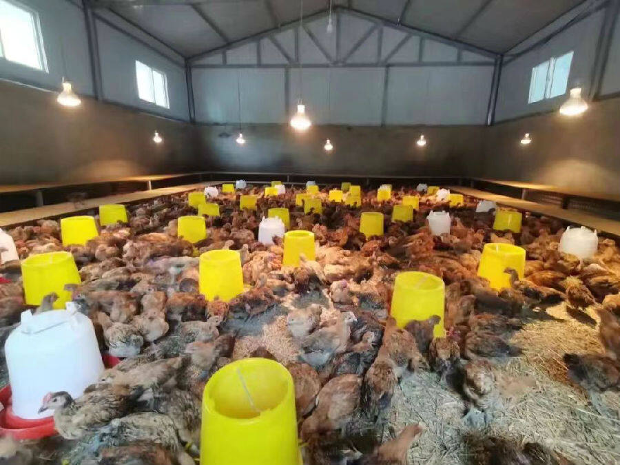 甘肃青脚麻鸡养殖,甘肃青脚麻鸡苗养殖基地