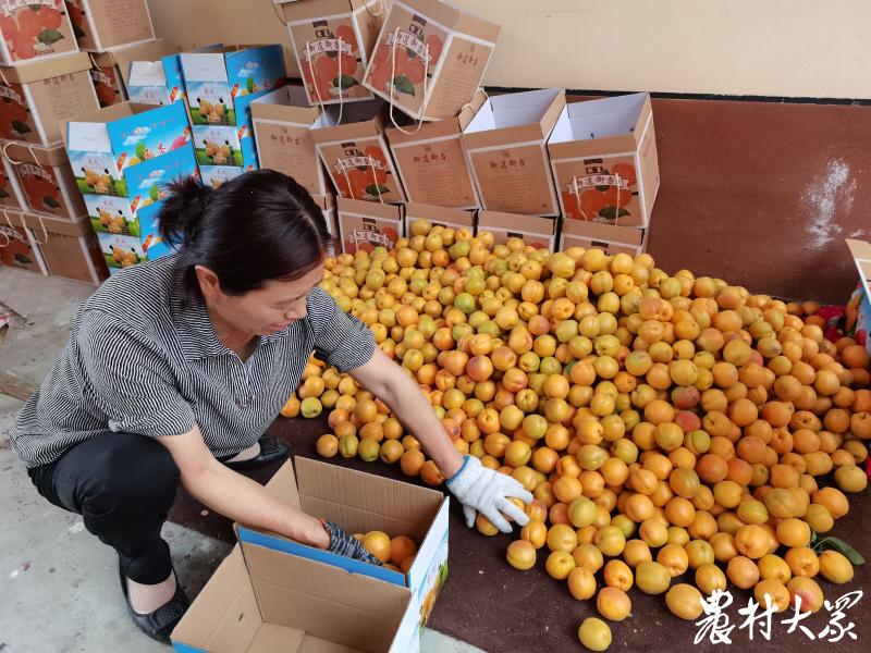 当御杏遇到艺术，价值升维果更“香”