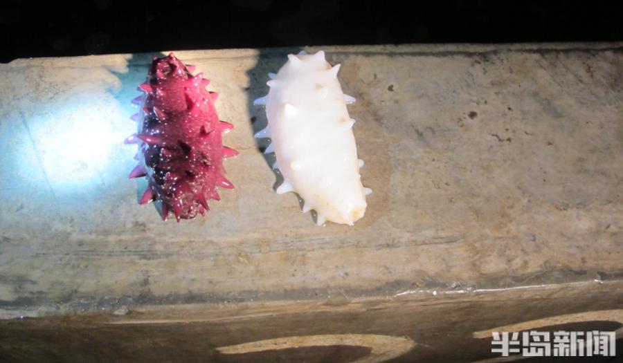 好参鲜食海参,海参价格一览表2022年光参