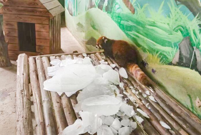 宠物夏日防暑知识,了解下夏天动物怎么防暑降温的