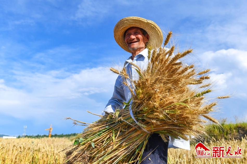 甘肃小麦亩产视频,小麦晚熟高产品种