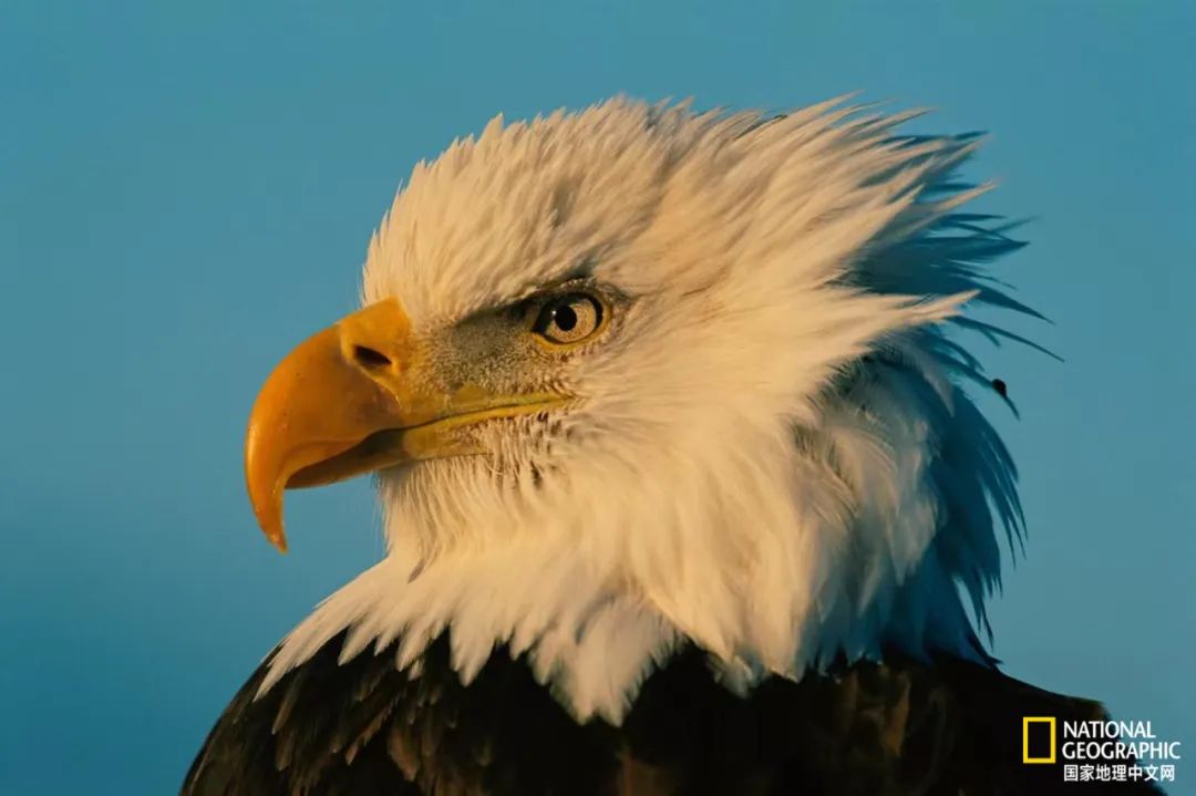 30张“最伟大的作品”