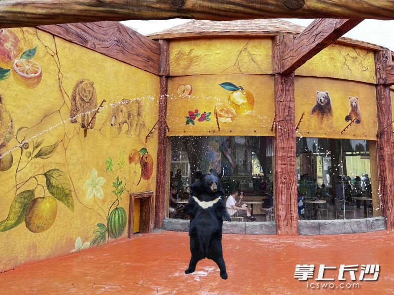 与袋鼠握手，与狮子共餐……长沙又添网红打卡点