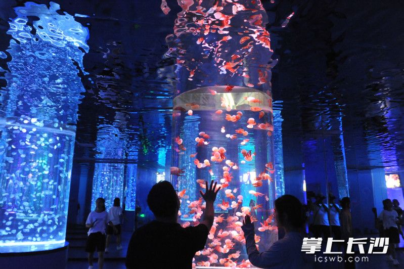 与袋鼠握手，与狮子共餐……长沙又添网红打卡点