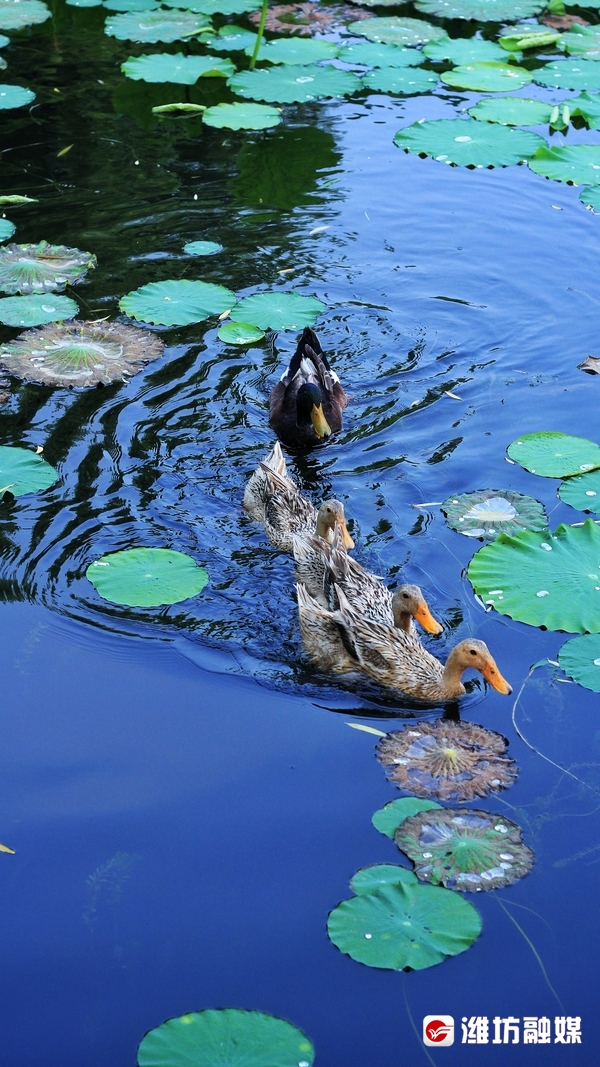 莲叶无穷碧映日荷花别样红美景,莲叶无穷碧映日荷花别样红的风景