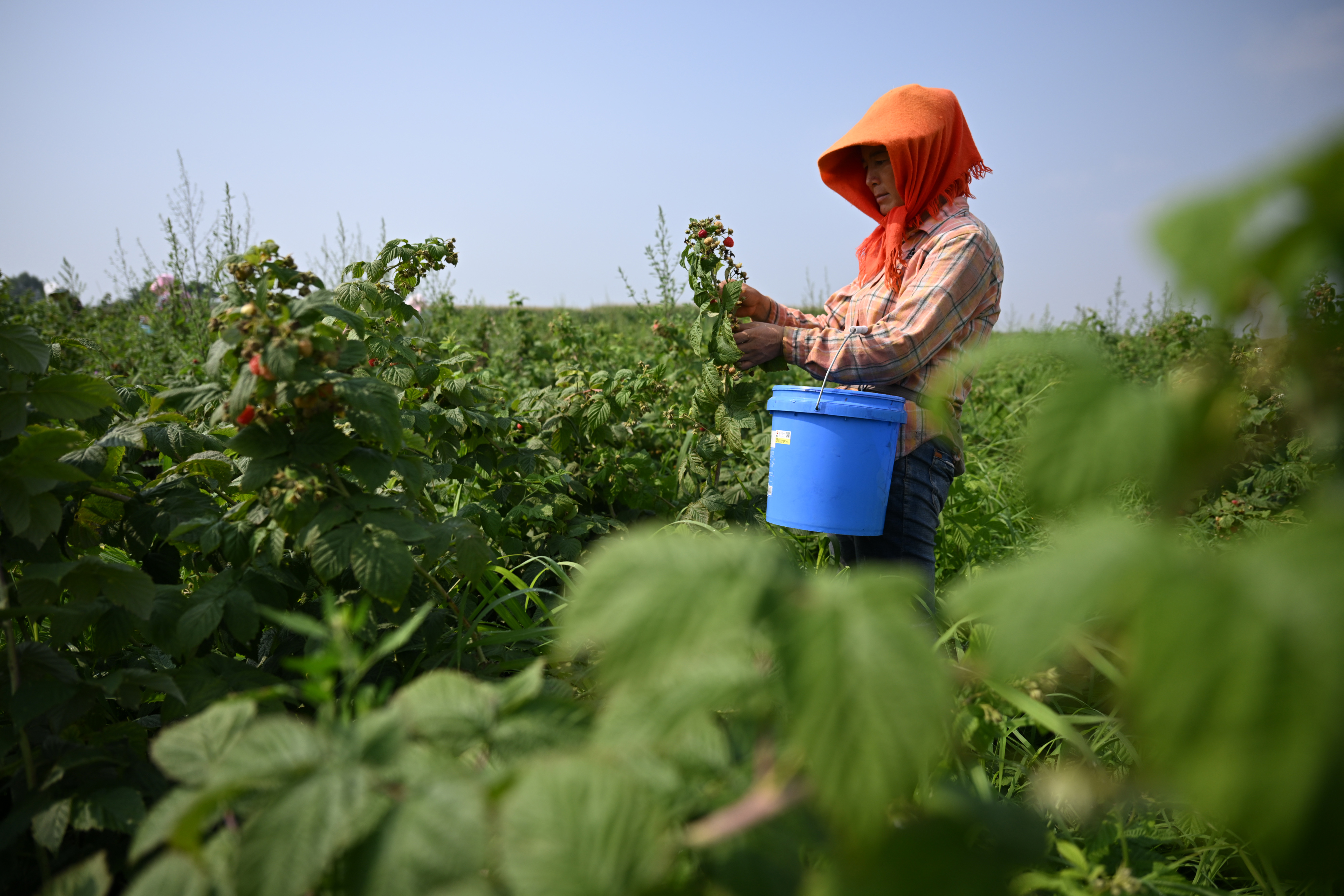 贺兰山下红树莓,树莓喜获丰收