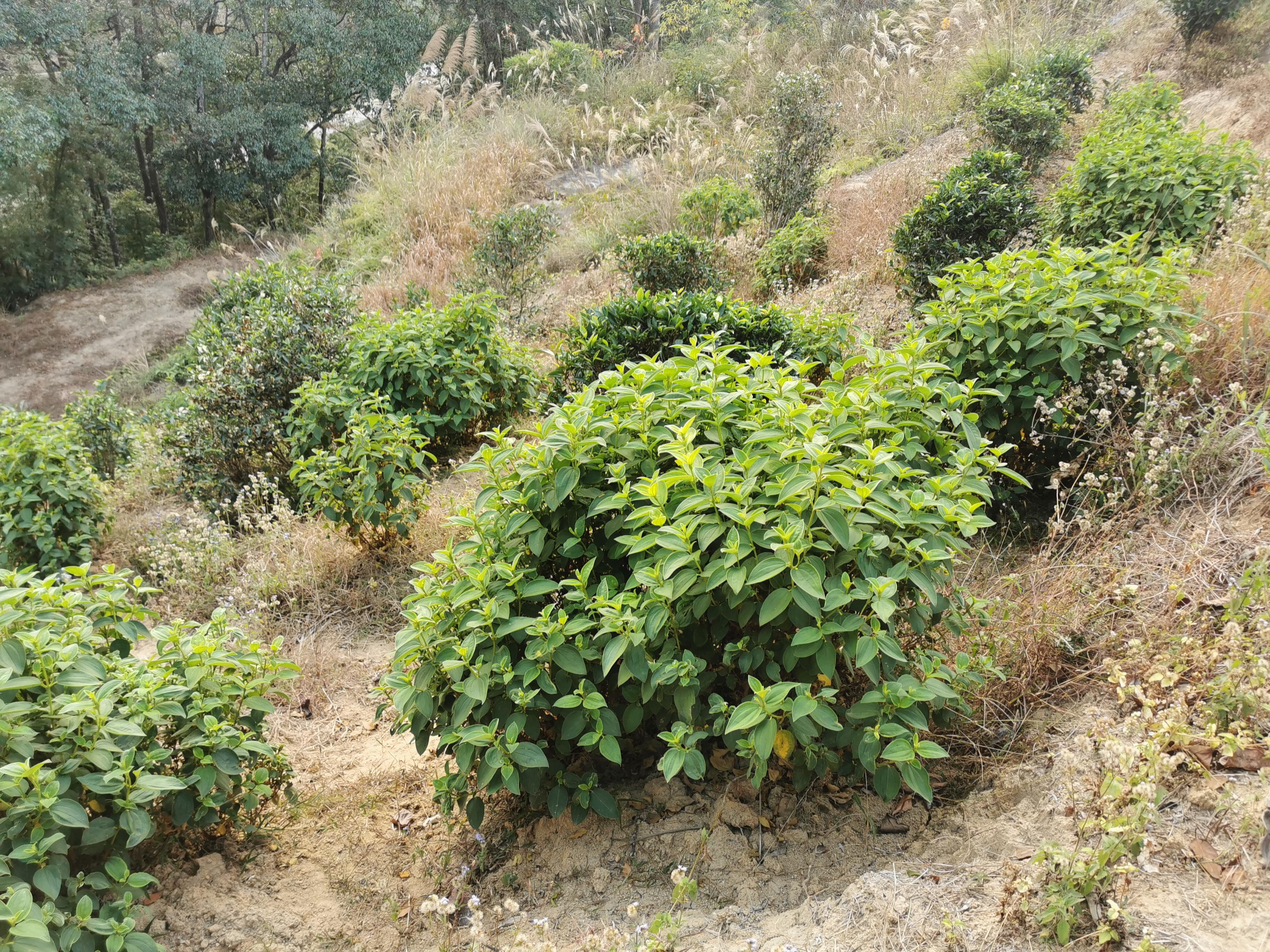 秀篆镇白花野牡丹产业为乡村振兴“强筋健体”