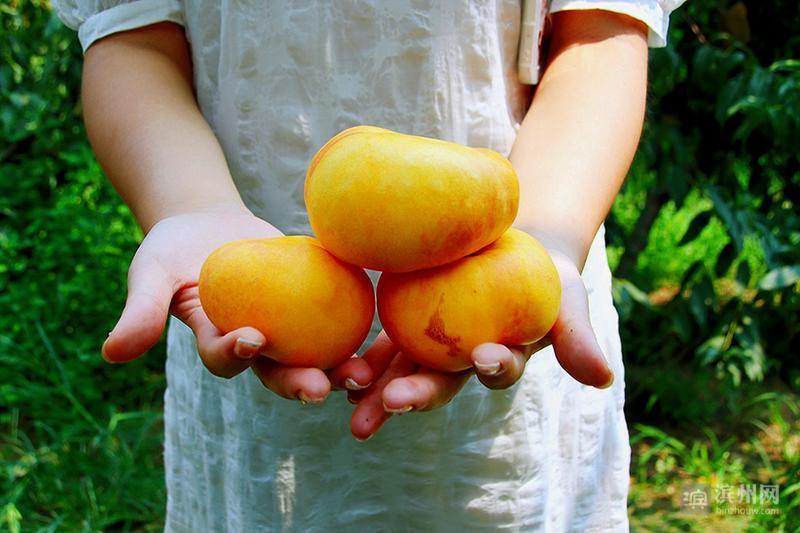 邹平市台子镇十公里水果长廊奉上“甜蜜盛宴”