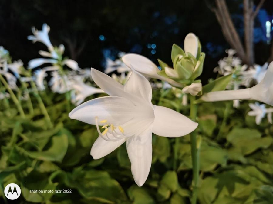 折叠屏motorazr2022款,motorazr折叠屏手机4999