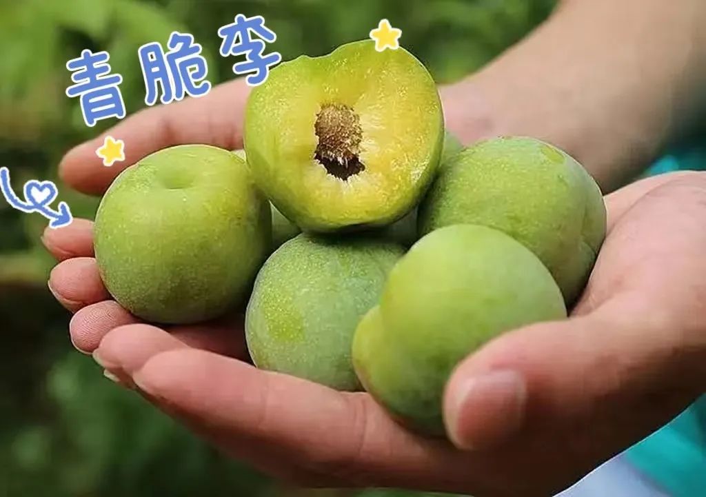 「乡村振兴」与“李”相约，嘎嘣脆的李子熟啦