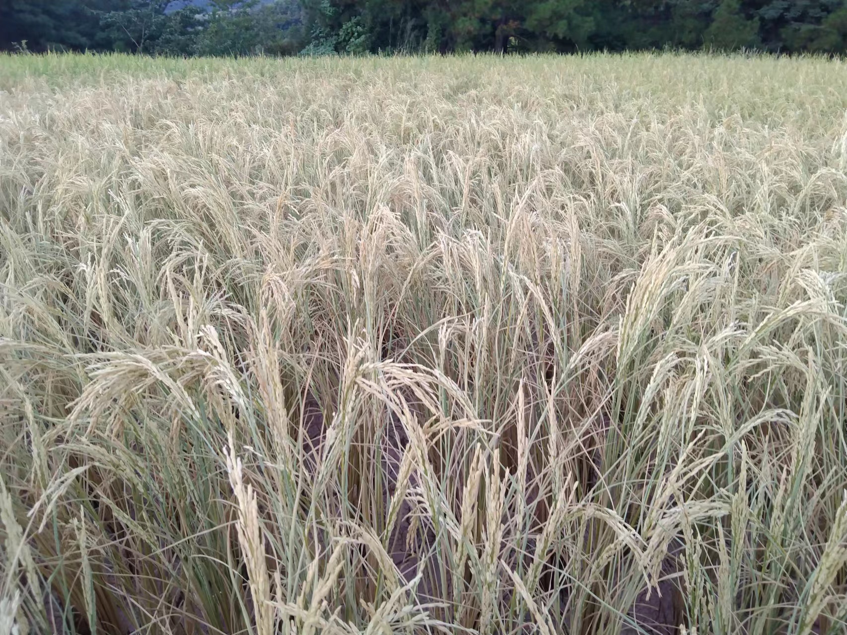 四川人鏖战高温：写字楼放大冰块，最热时外卖订单最多