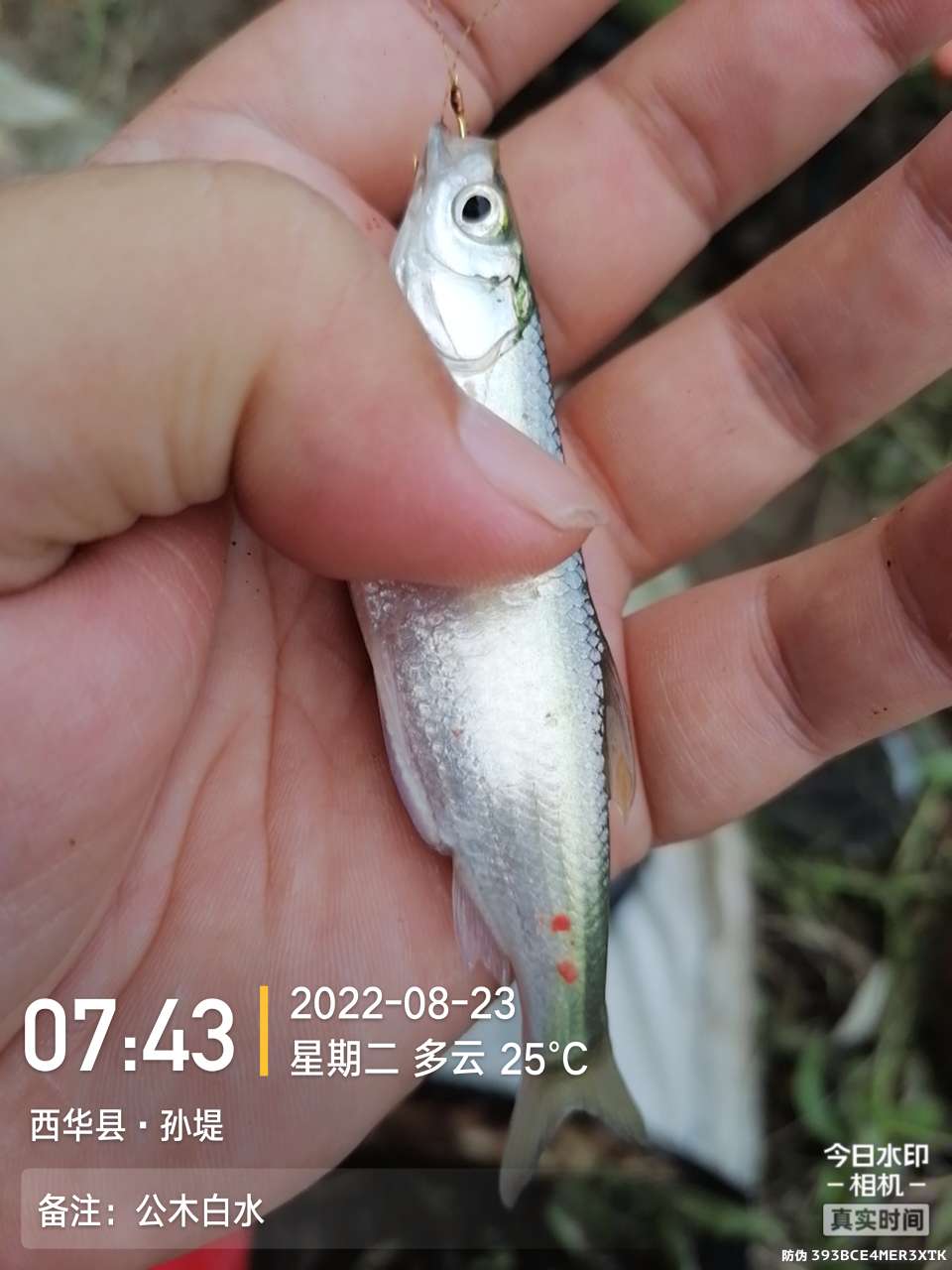 8月里面的鱼怎么钓,钓位选什么鱼最好