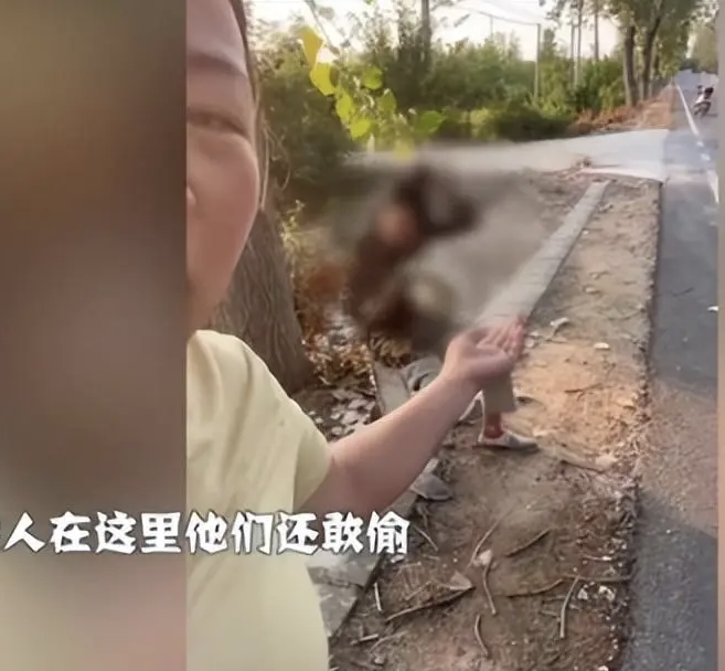 组团偷瓜老人处理结果,老人组团偷瓜怎么处理