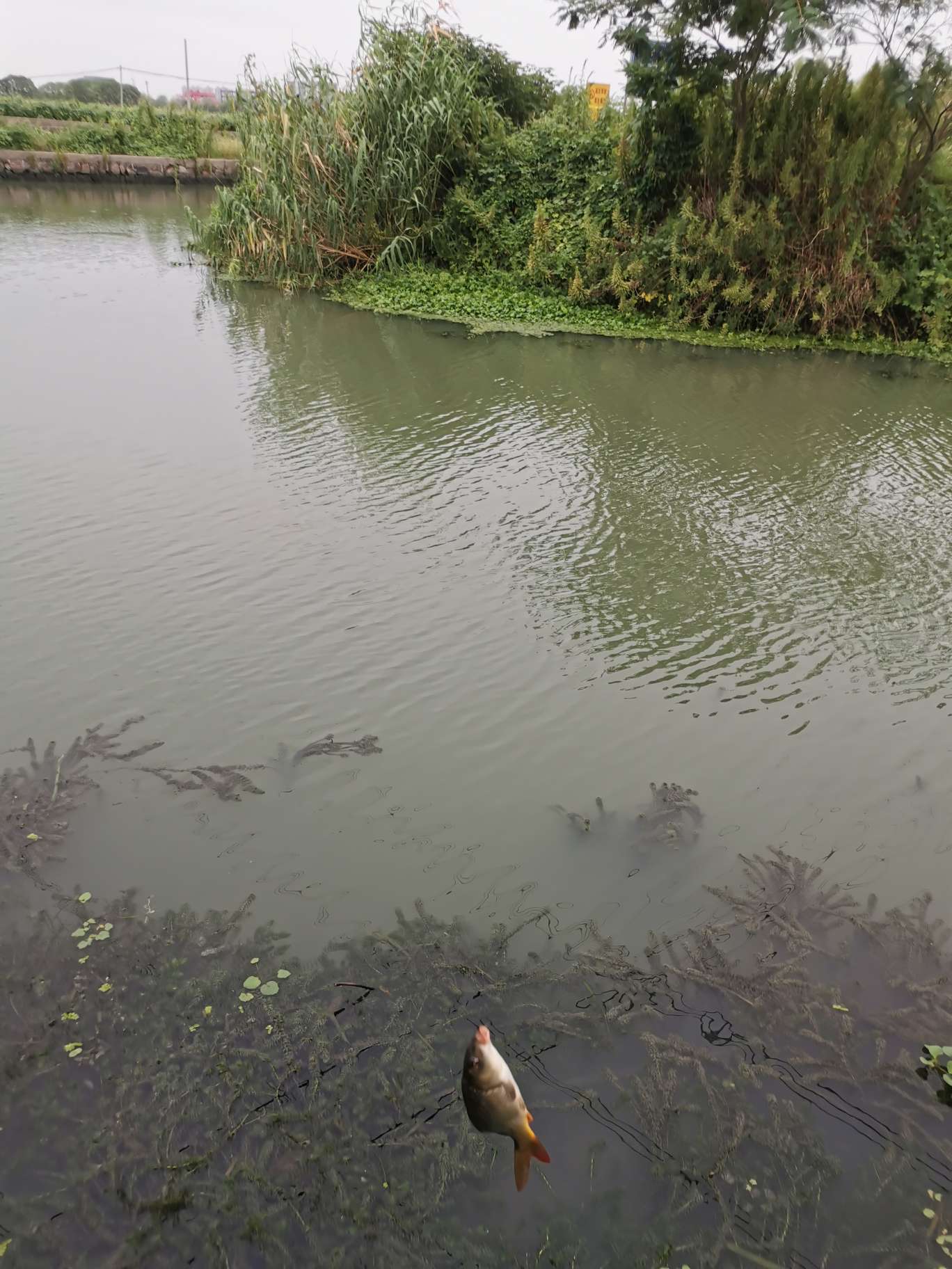 「浮钓2095」2095初显成效！野钓、黑坑果然通杀