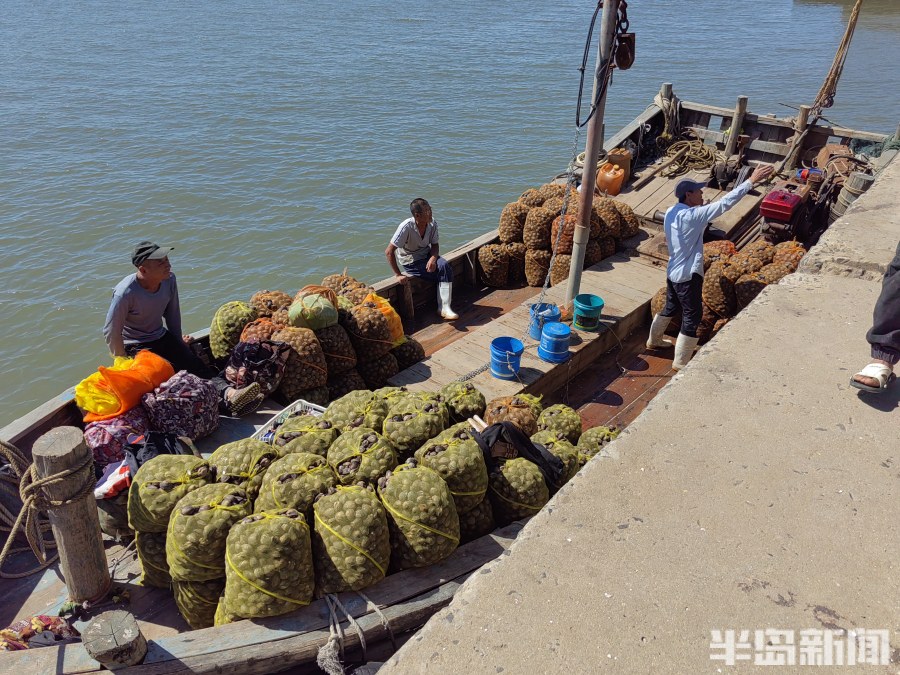 桂东出海记丨猛子将，海底捞！高风险，水上漂！好宝贝，浪里淘！揭秘胶州湾深潜捕捞者