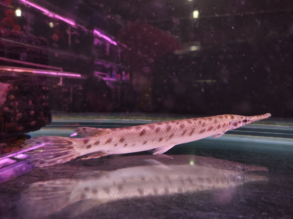 多地鳄雀鳝抓捕最新消息,鳄雀鳝来者不善随意放生涉嫌违法