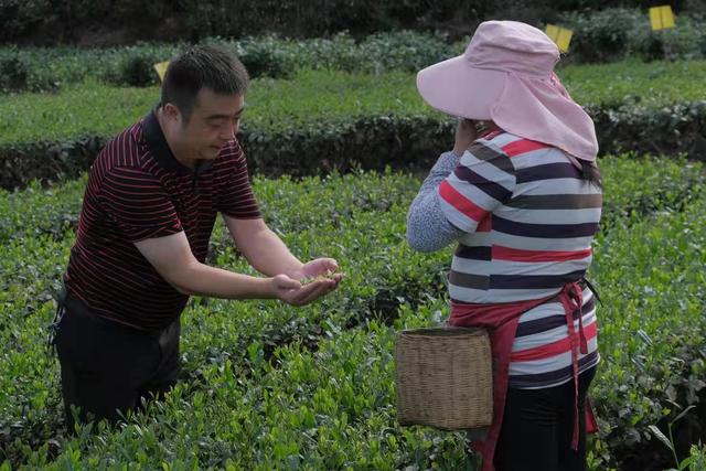 我们身边的道德模范｜付志洪：一片叶子铺就村民致富路子