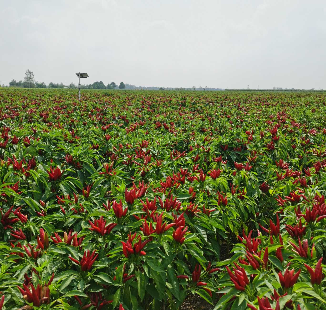 河南省辣椒产业,河南省辣椒产业发展状况