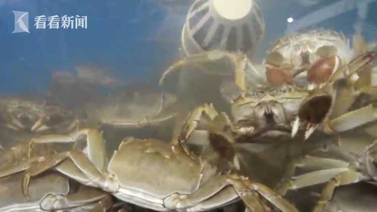 阳澄湖大闸蟹会不会有蟹奴,阳澄湖大闸蟹会在地上走吗