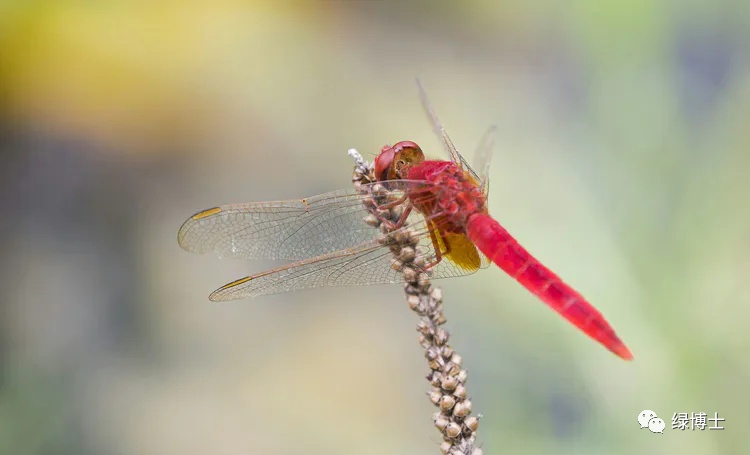 集结出列~来看上海常见的昆虫“战斗机”群