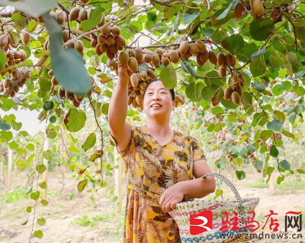 小小猕猴桃托起致富梦,小小猕猴桃