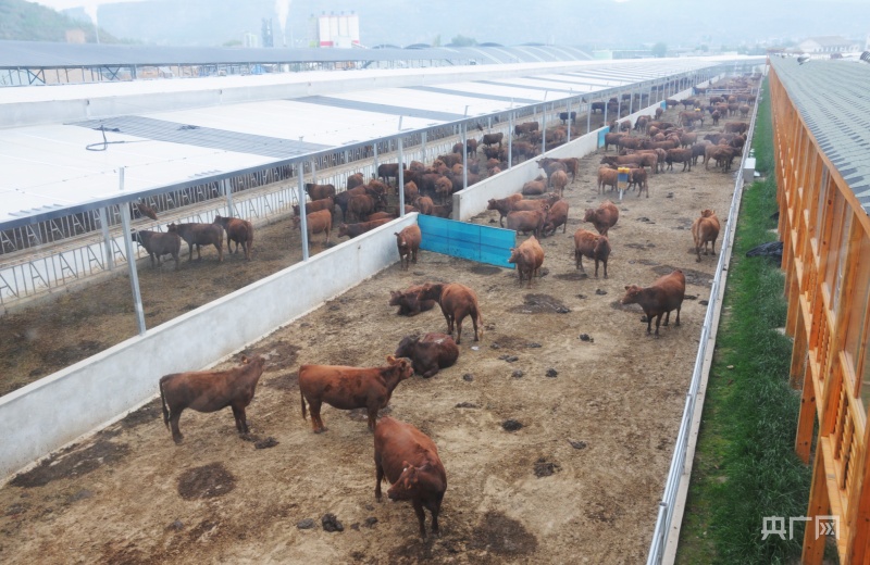 静宁县归雁工程,归雁工程甘肃