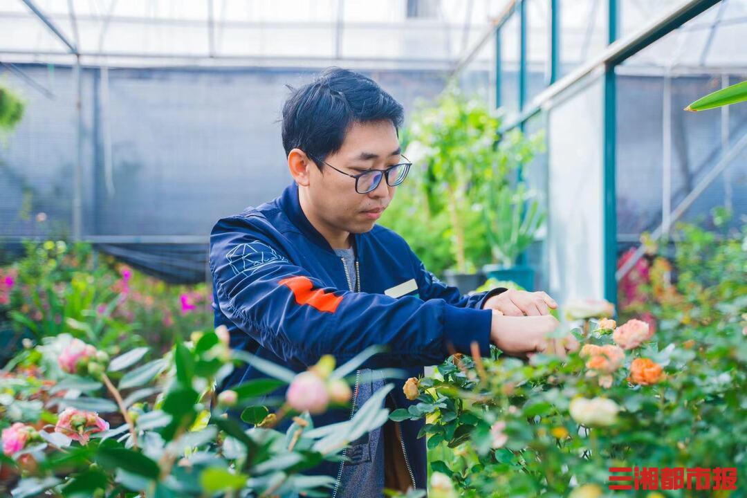 收集100种玫瑰,收集玫瑰花