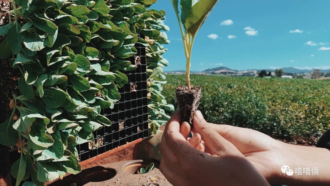 澳大利亚摘葡萄一个月能挣多少钱,澳大利亚农场打工女孩