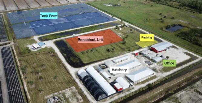 正大牵手美国AM公司卖种虾？！长速最快的“博尔特”种虾曝光！正大这步棋不简单